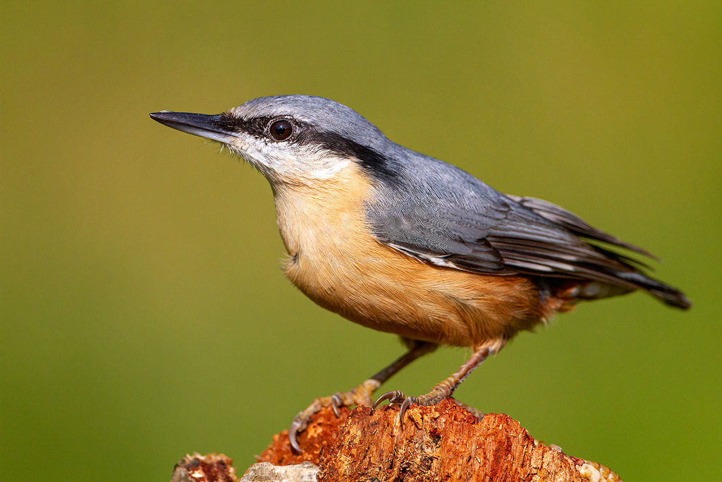 Nuthatch