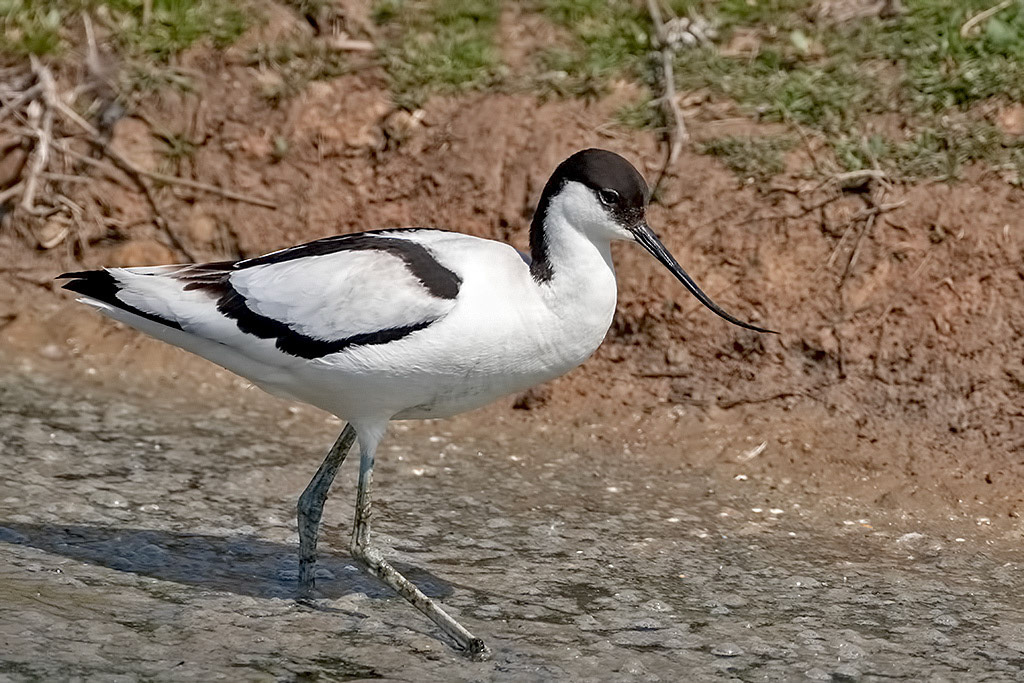 Avocet
