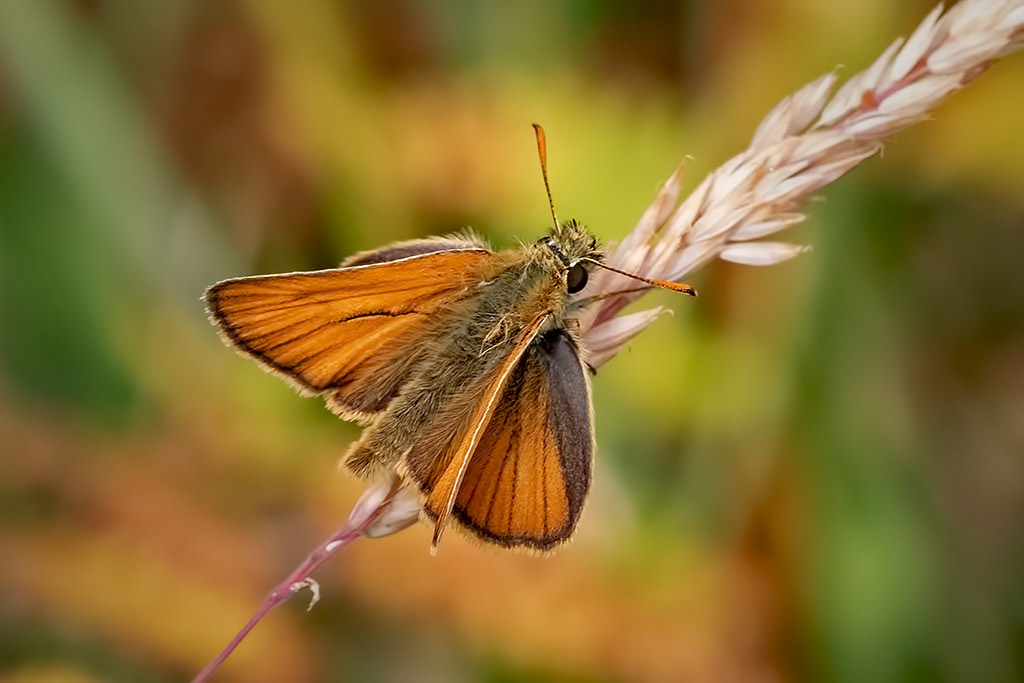 Small Skipper