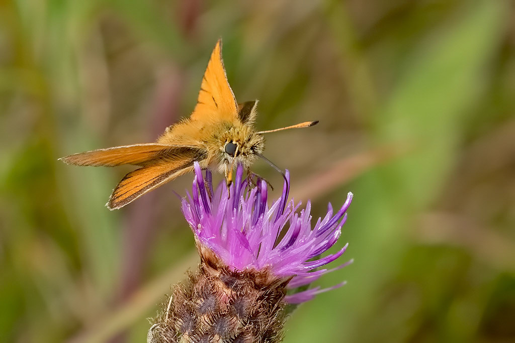 Essex Skipper