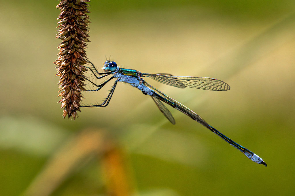 Emerald Damselfly