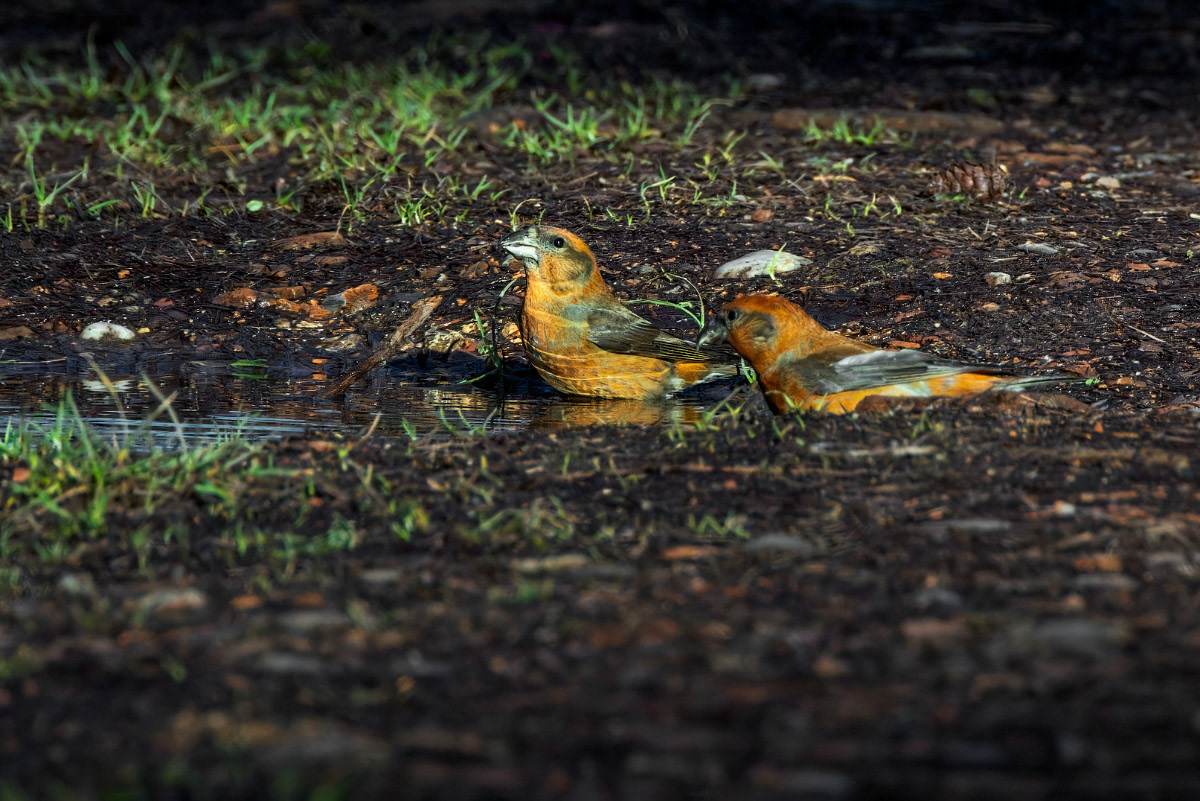 Crossbill