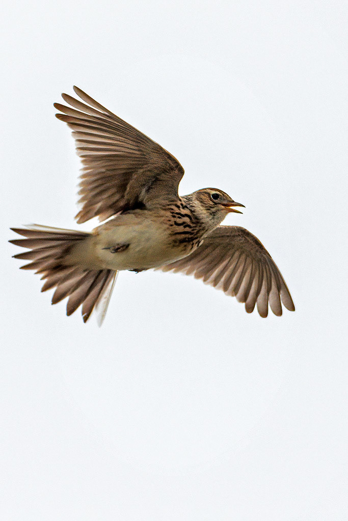 Skylark