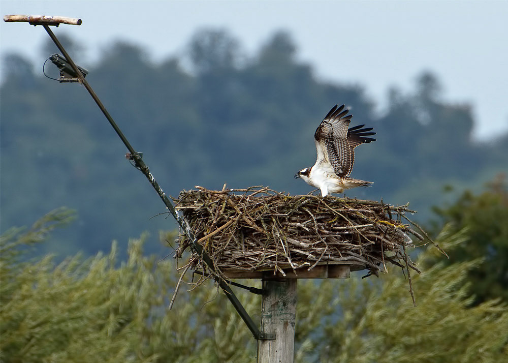 Osprey