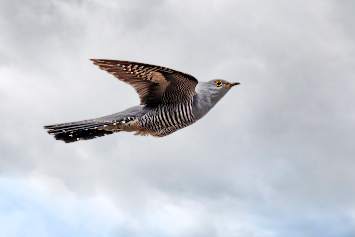 Cuckoo
