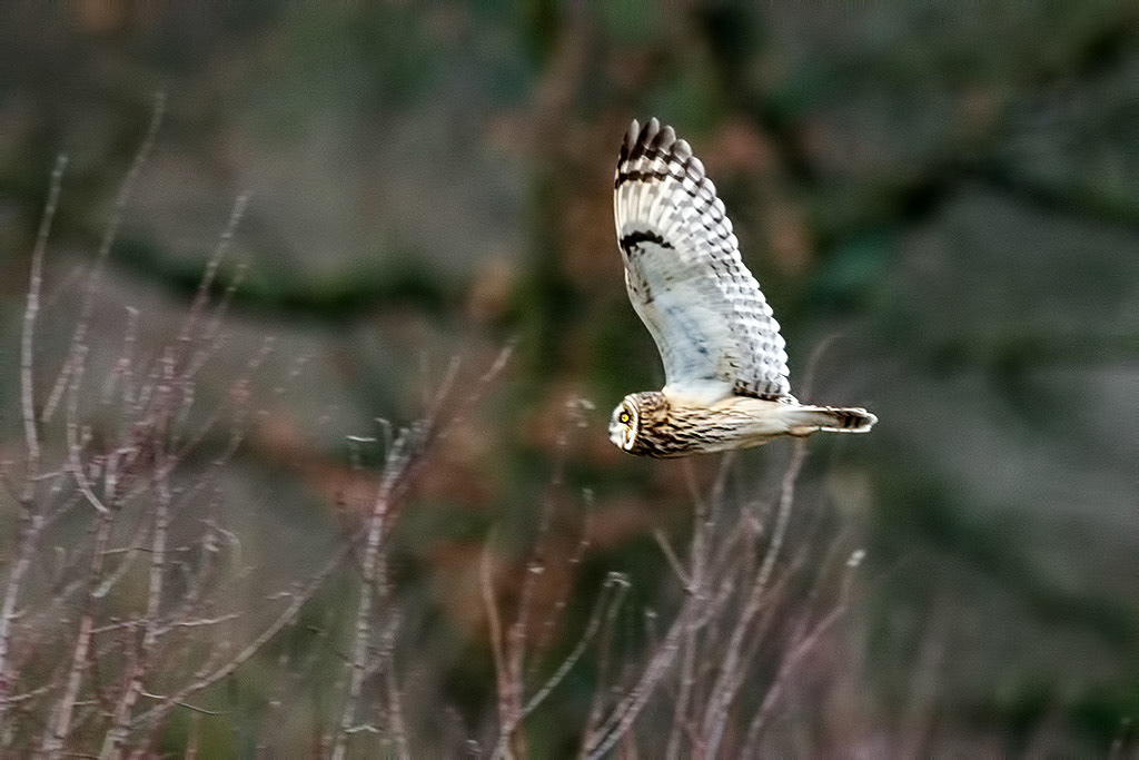 Short-eared Owl
