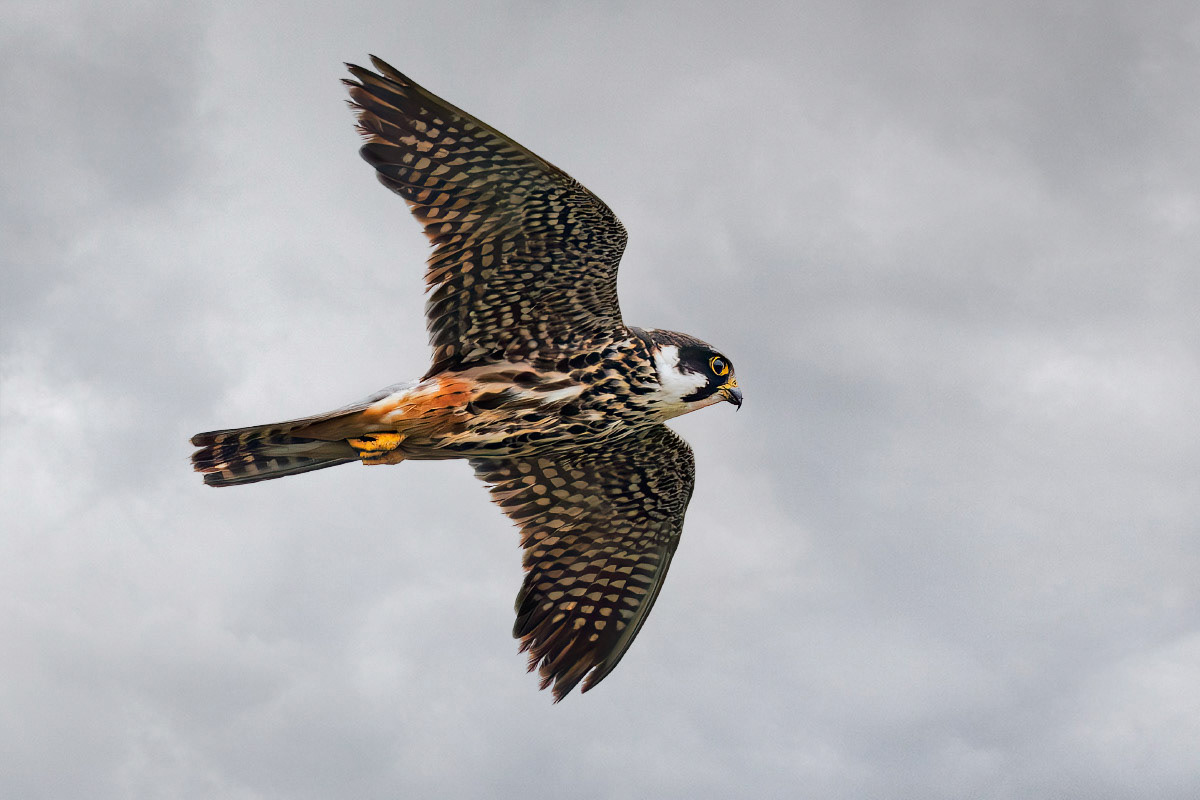Hobby