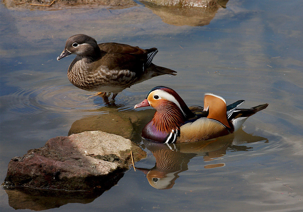 Mandarin Duck