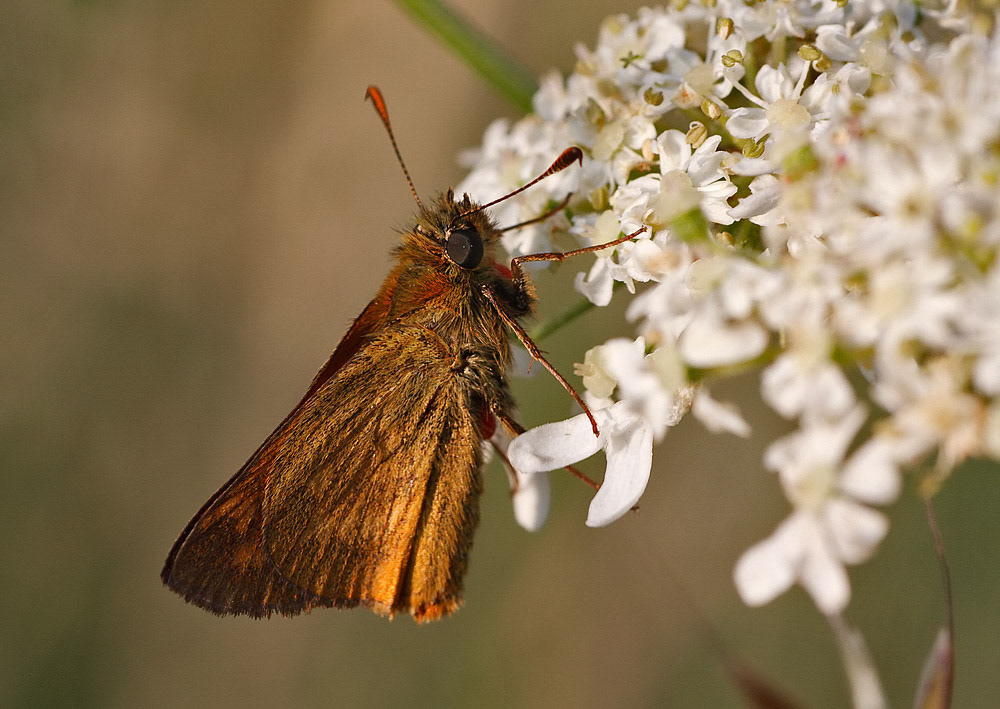 Large Skipper