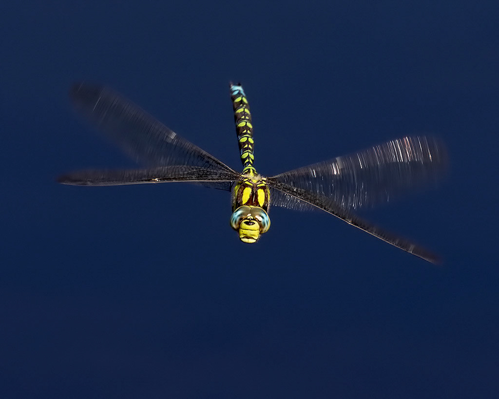 Southern Hawker
