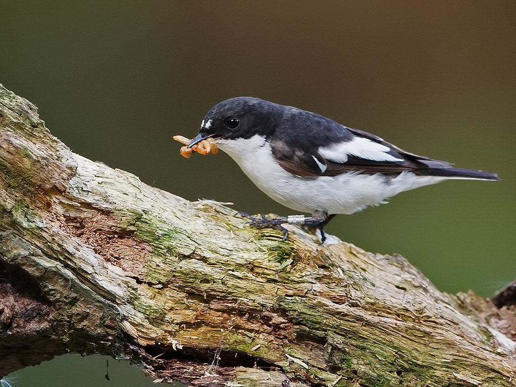 Male Pied Flycatcher