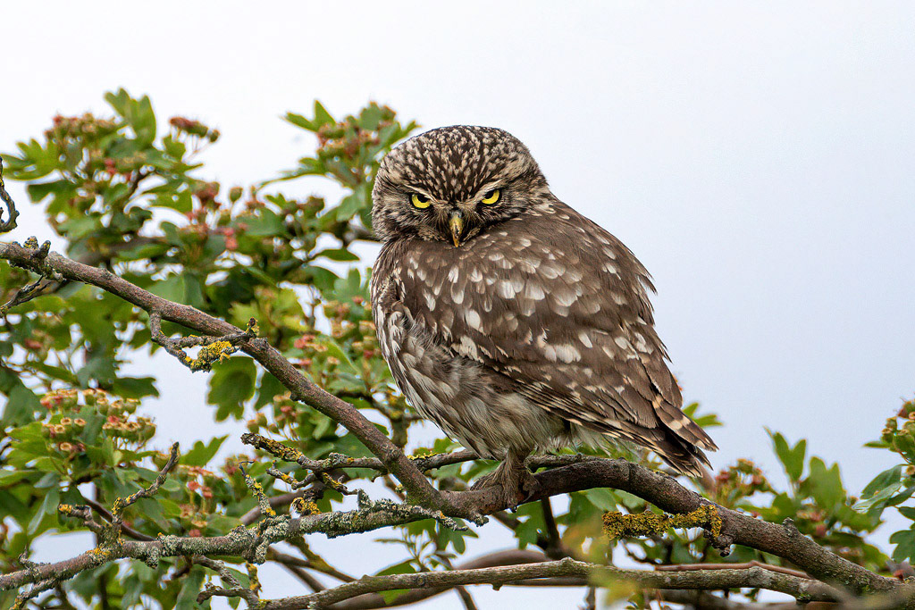 Little Owl