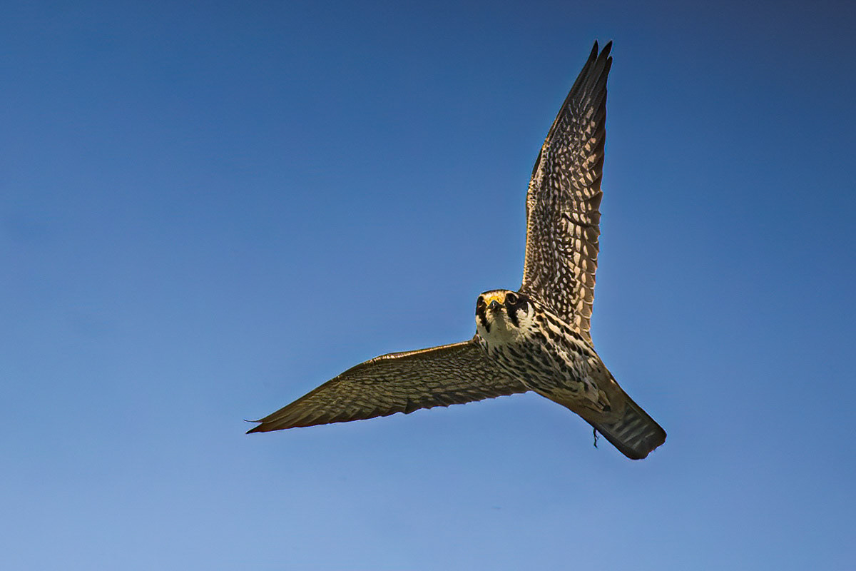 Hobby