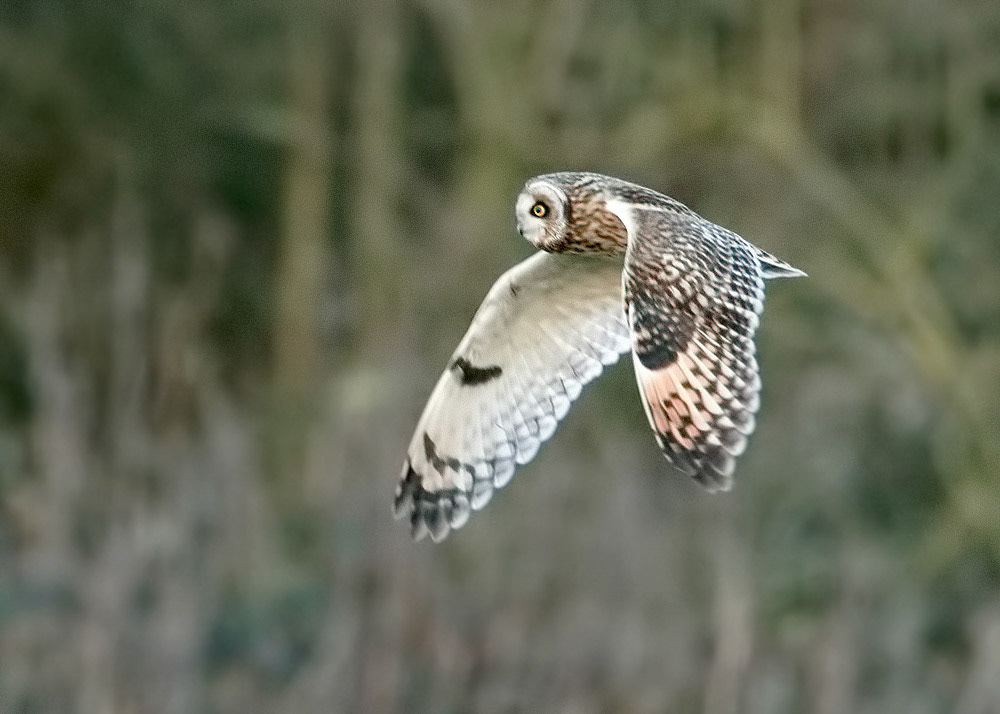 Short-eared Owl