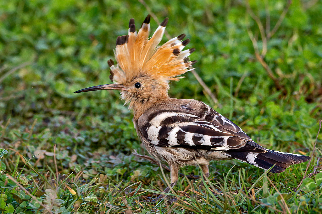 Hoopoe