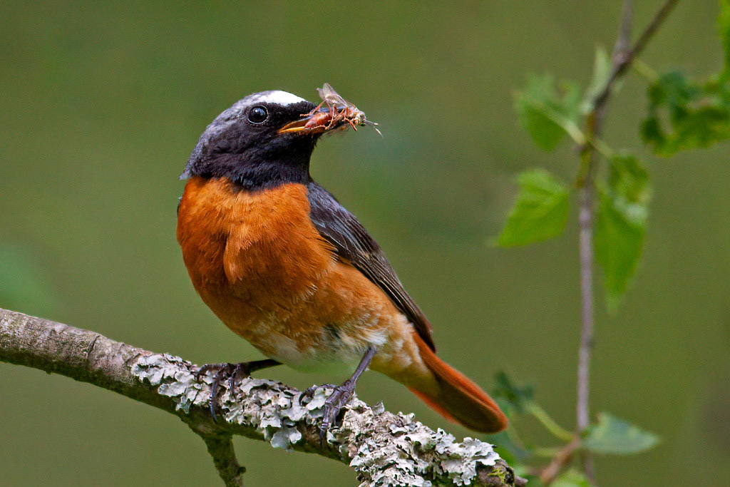 Redstart