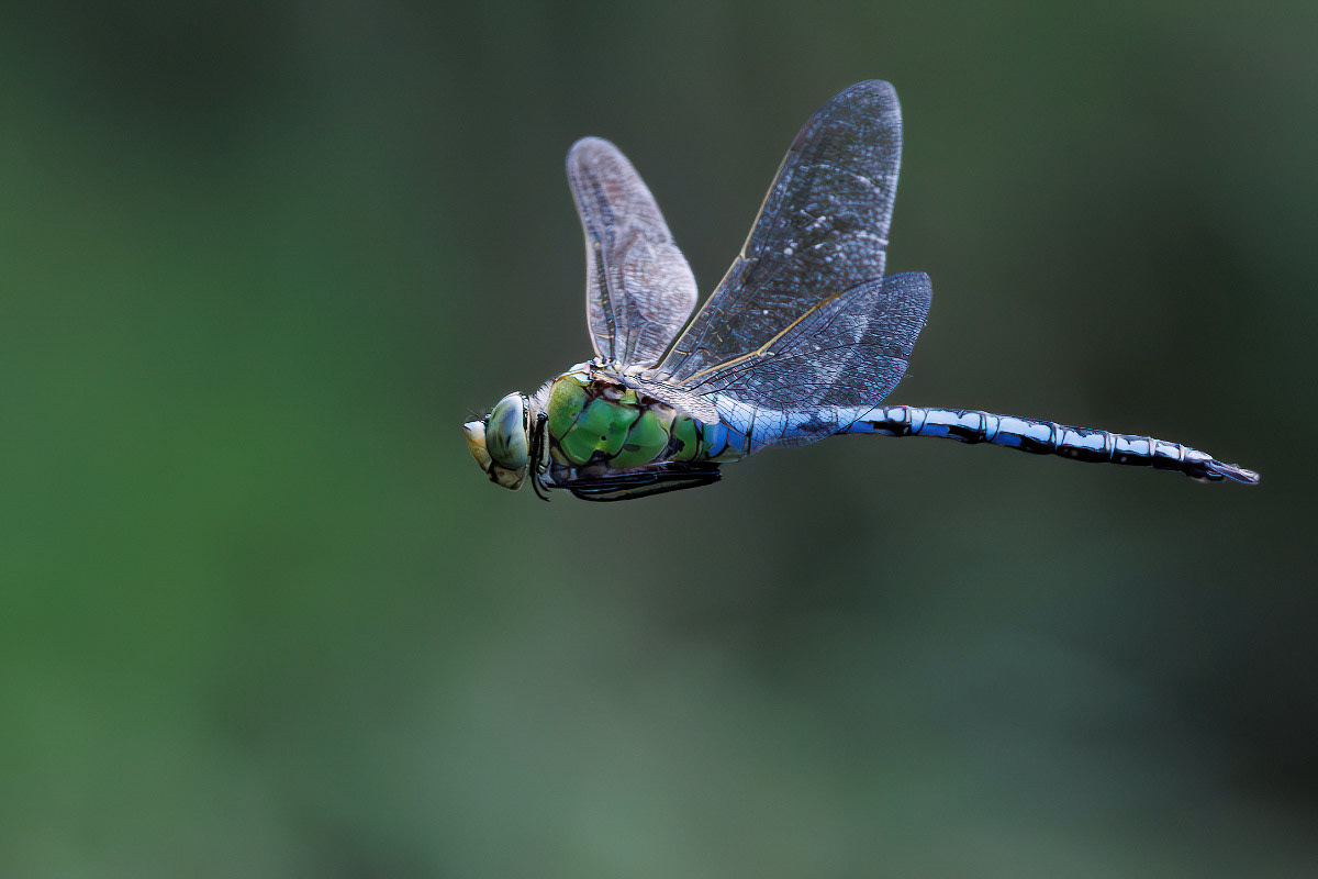 Emperor Dragonfly