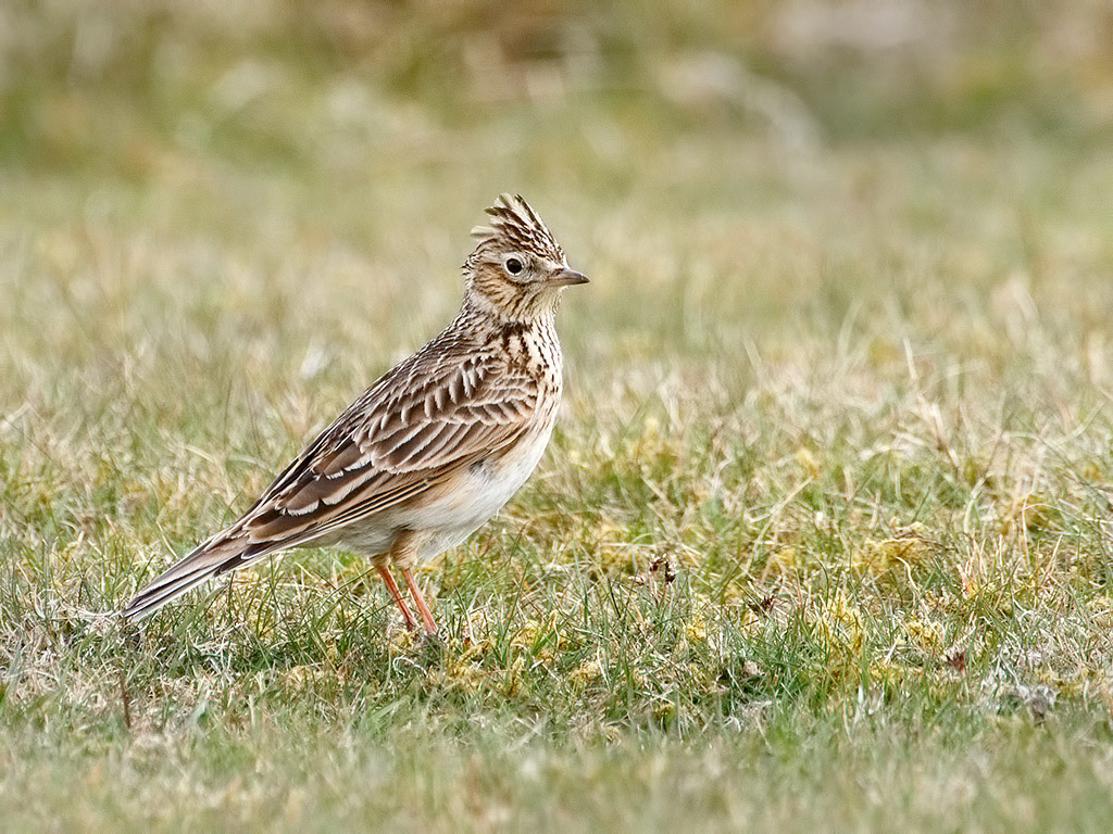 Skylark