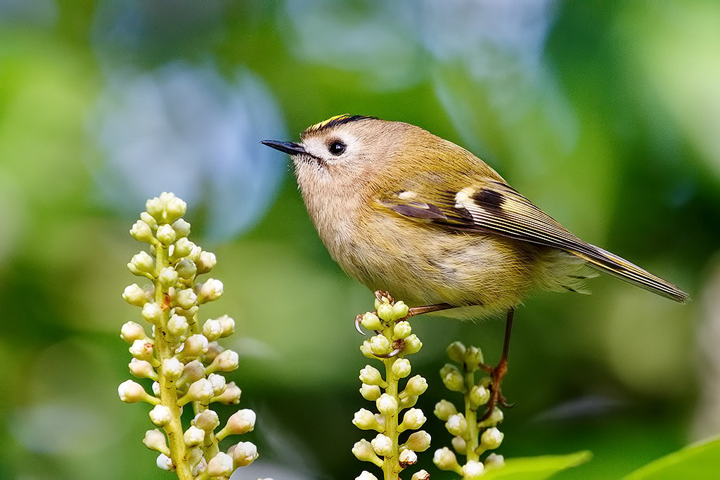 Goldcrest