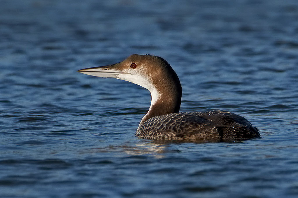 Great Northern Diver
