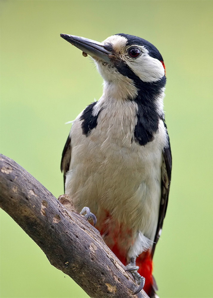 Great-spotted Woodpecker