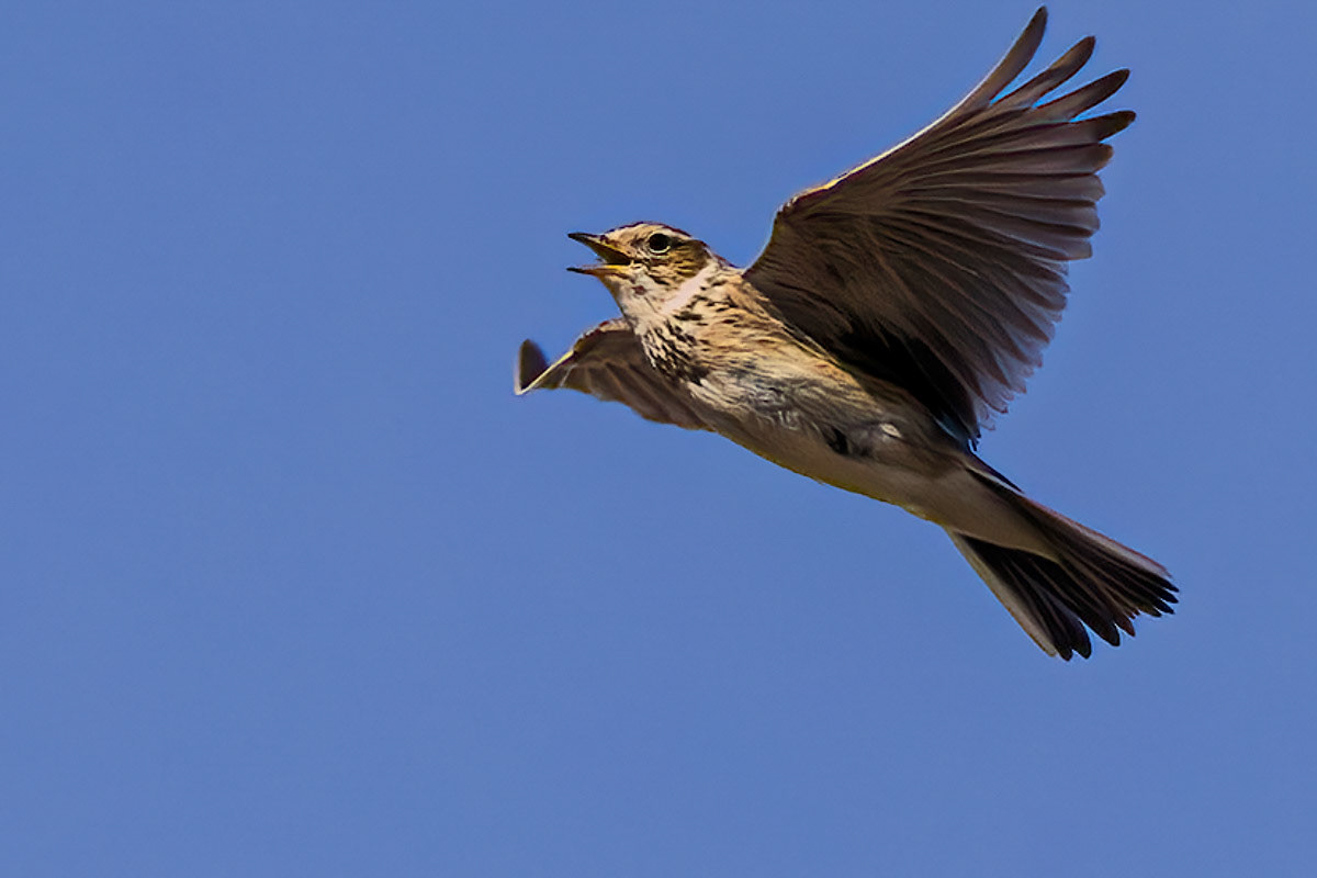 Skylark
