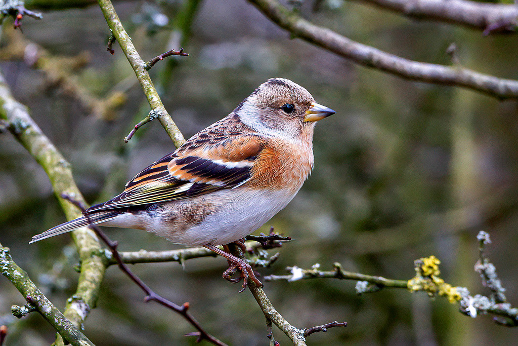Brambling