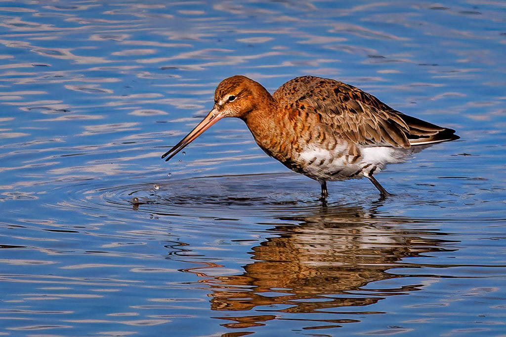 Black-tailed Godwit