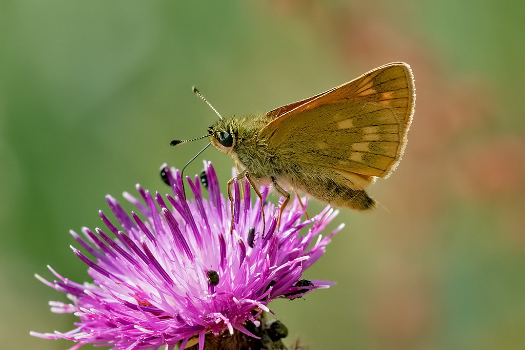 Large Skipper