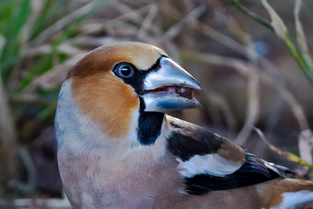 Hawfinch