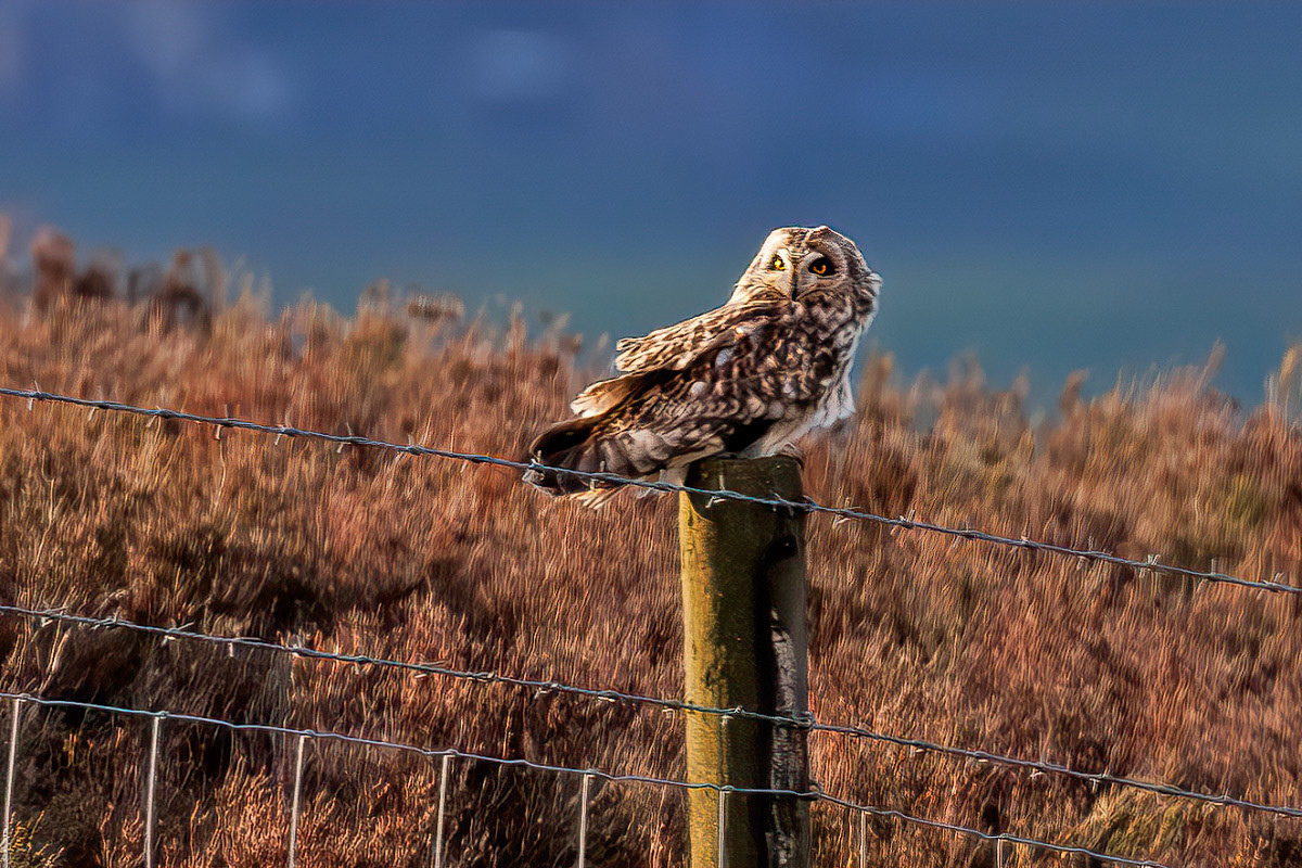 Short-eared Owl