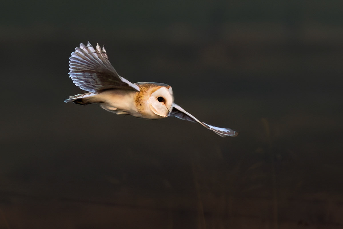Barn Owl