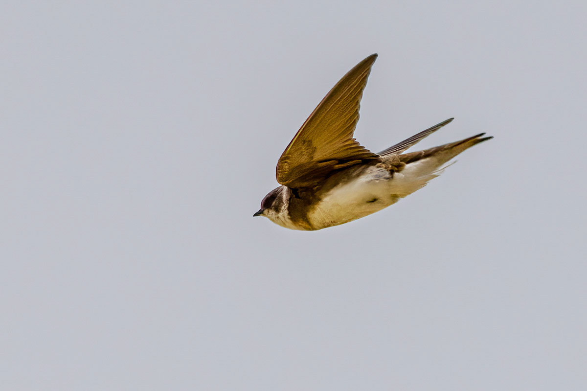 Sand Martin