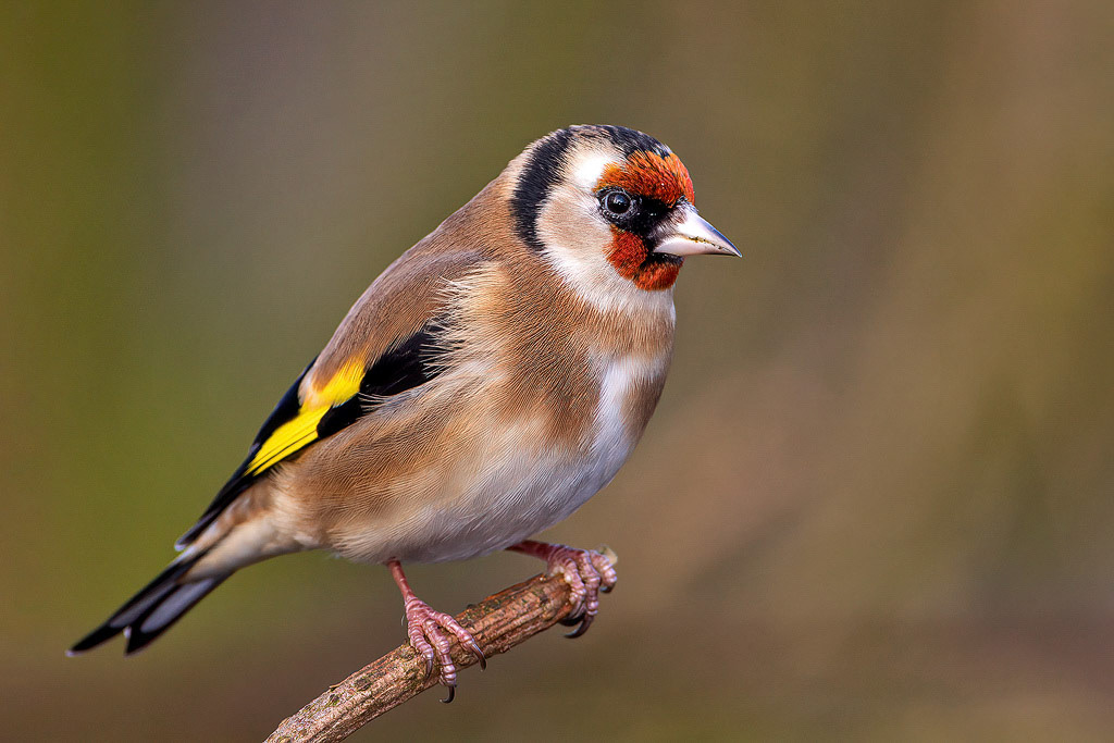 Goldfinch