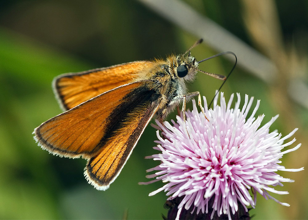 Small Skipper