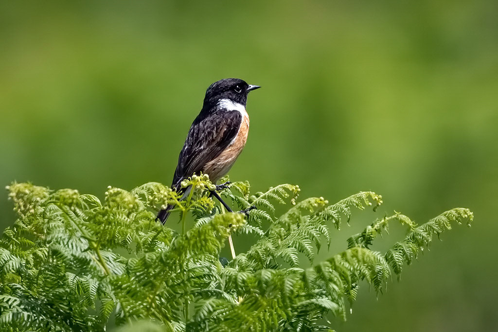 Stonechat