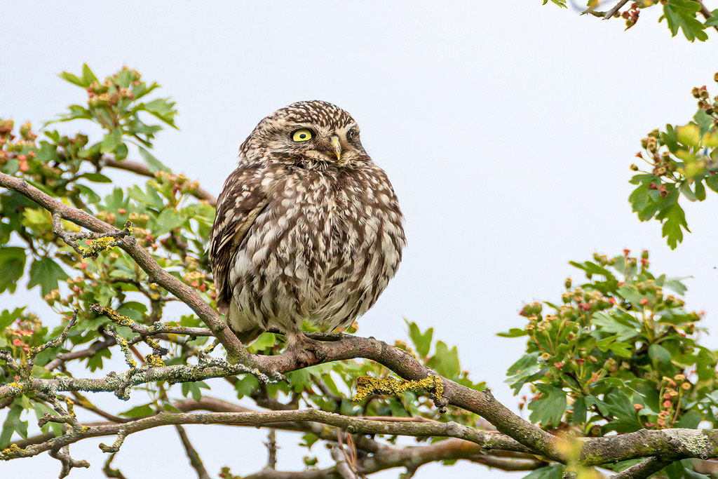 Little Owl