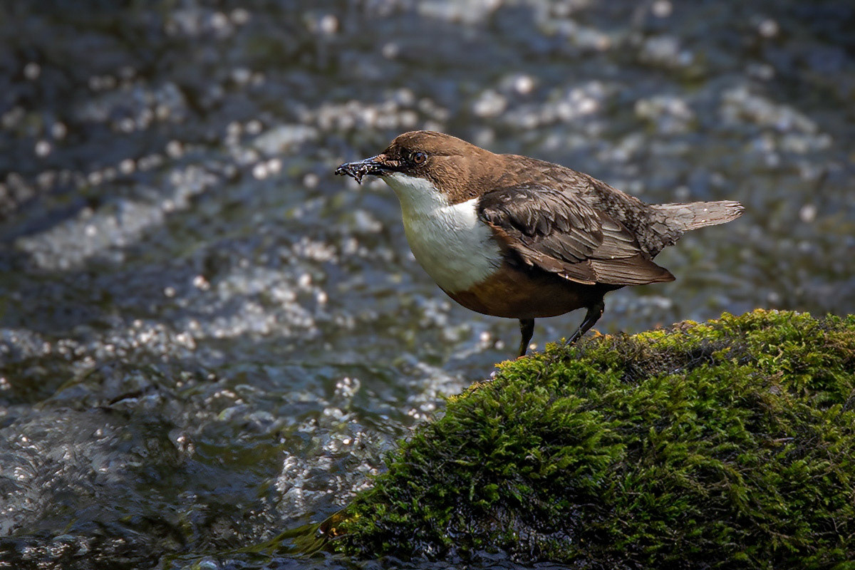 Dipper