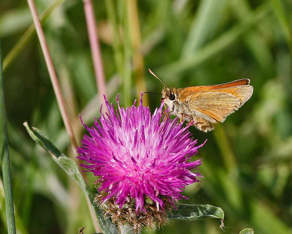 Small Skipper