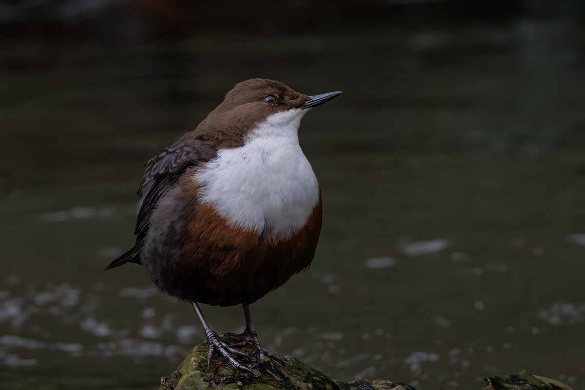 White-throated Dipper