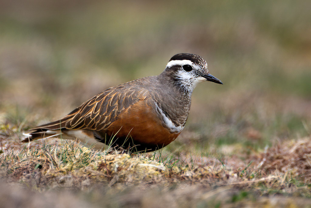 Dotterel