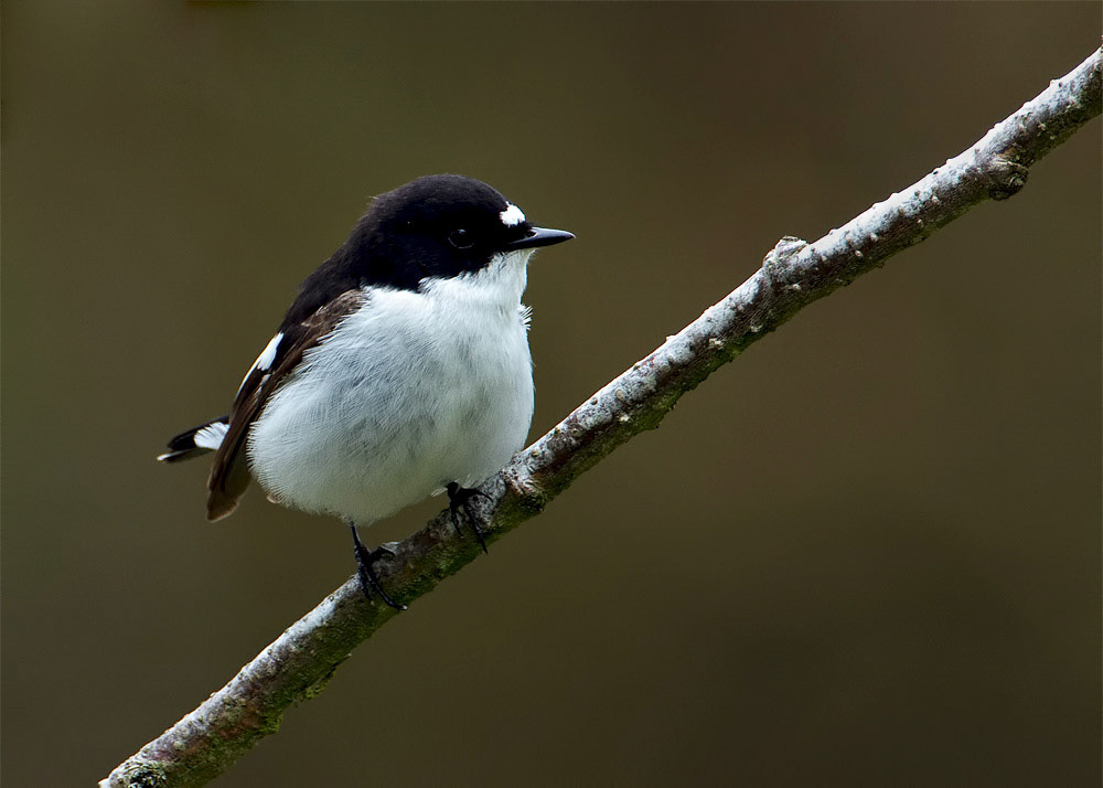 Male Pied Flycatcher