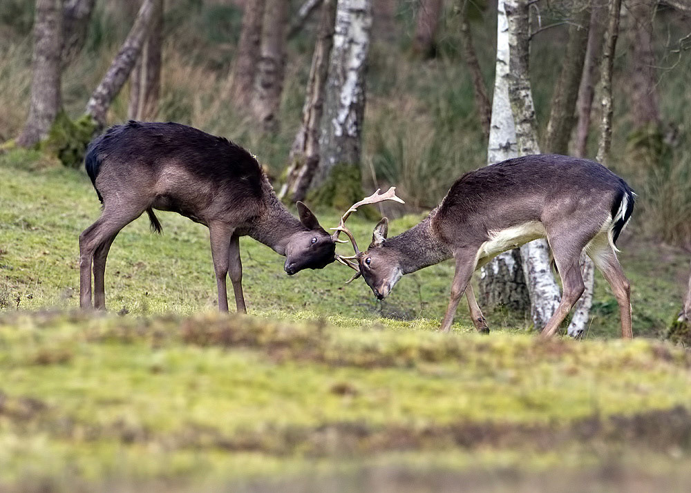 Fallow Deer