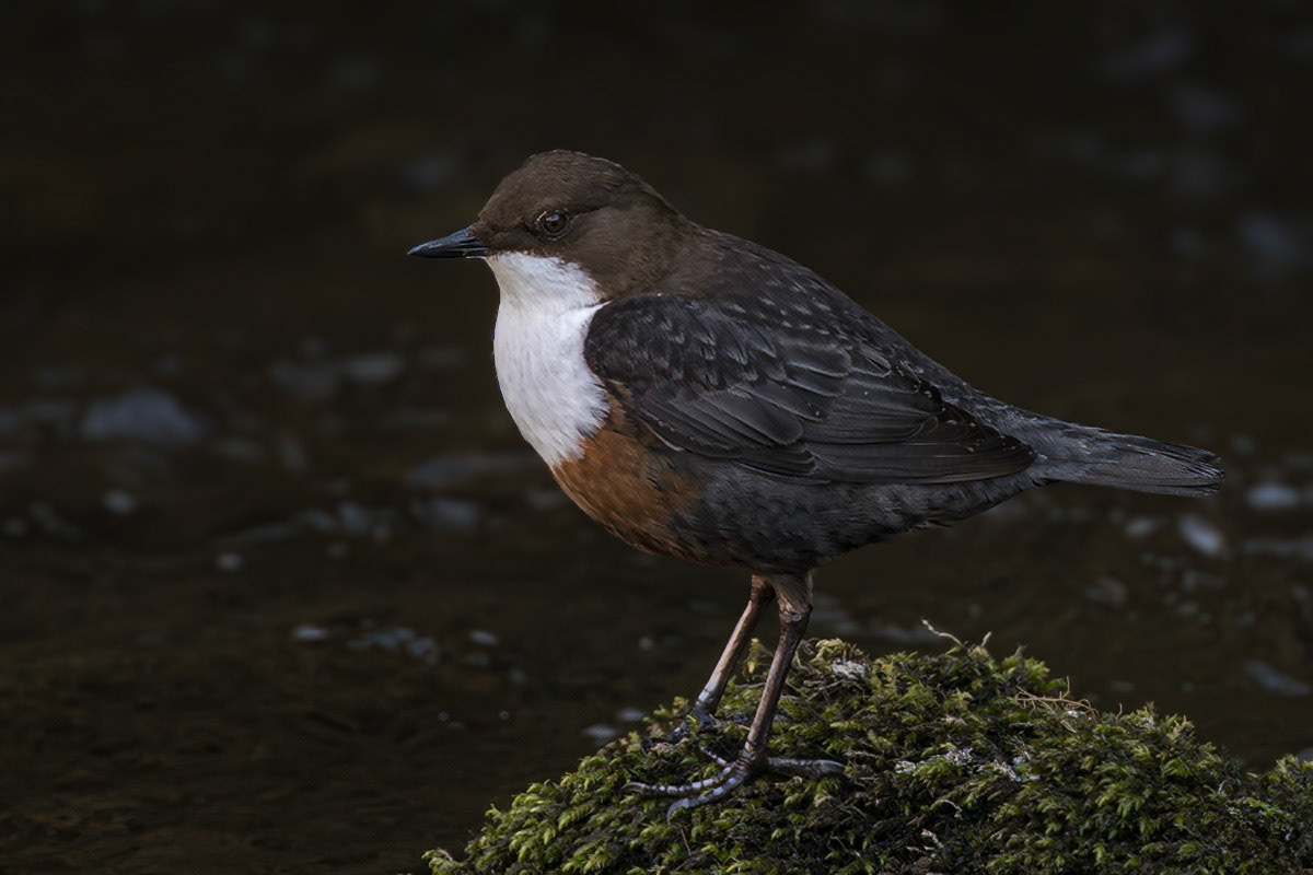 Dipper