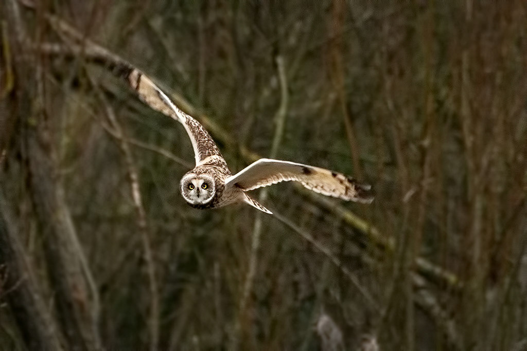 Short-eared Owl