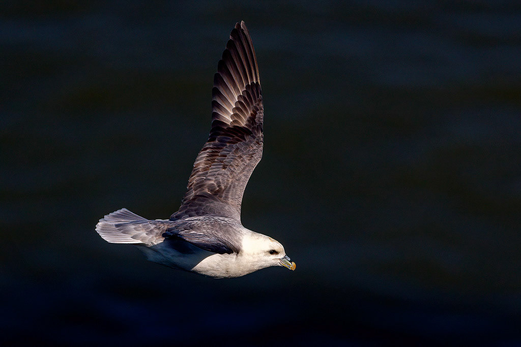 Fulmar