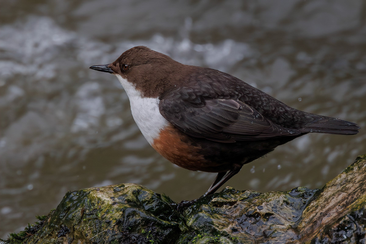 White-throated Dipper