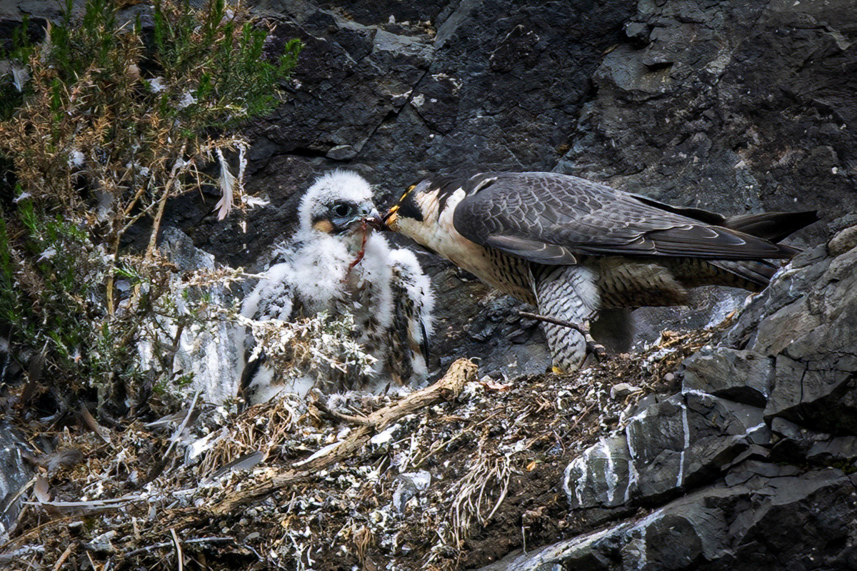 Peregrine