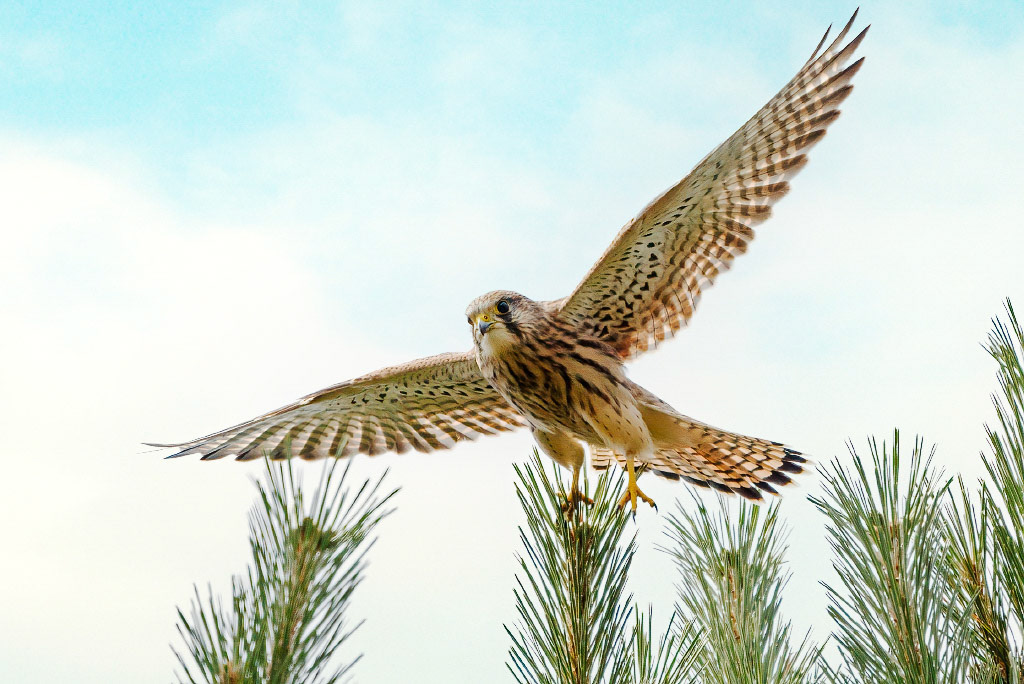 Kestrel