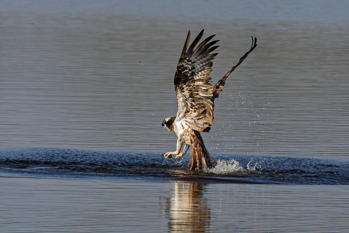 Osprey